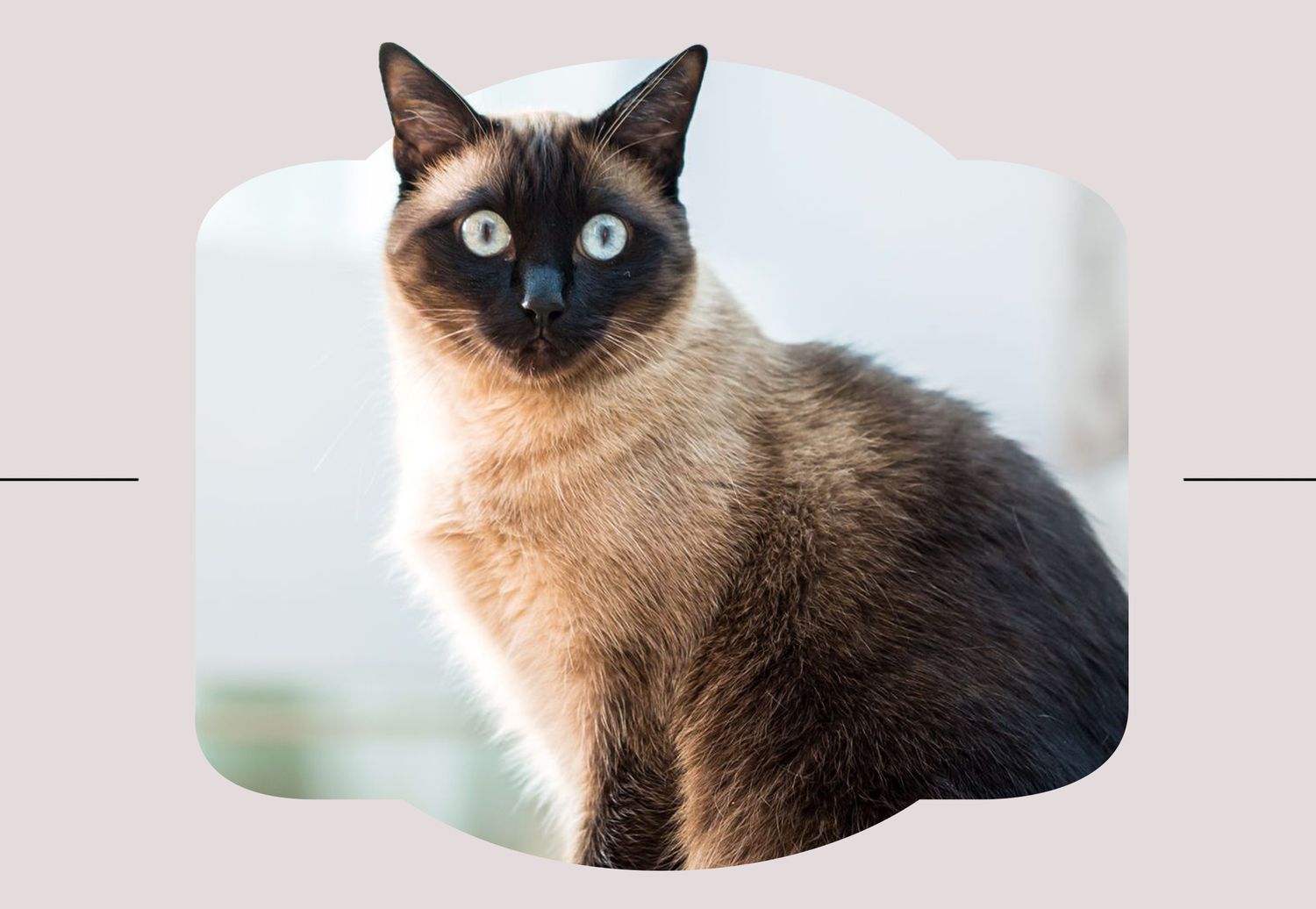 siamese cat