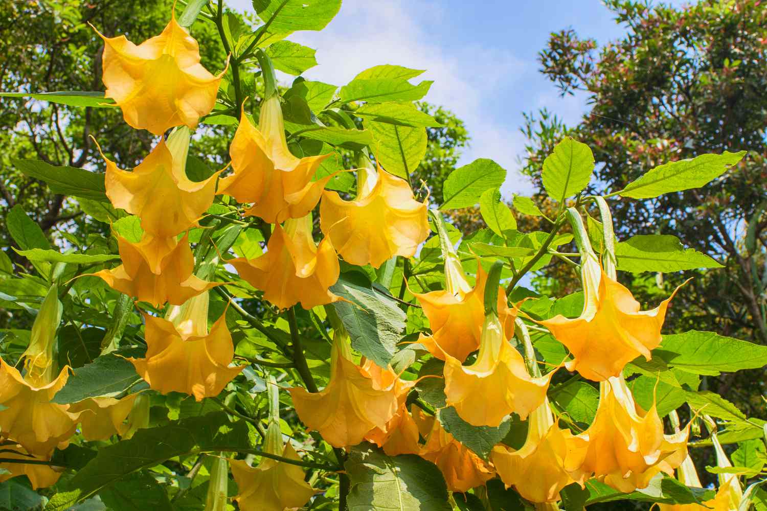 Angel's trumpet