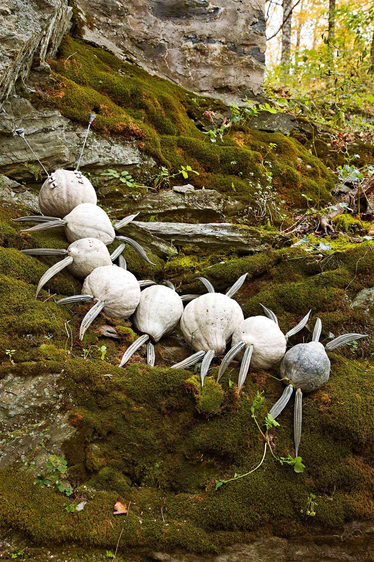 white pumpkins sculpted to be a millipede