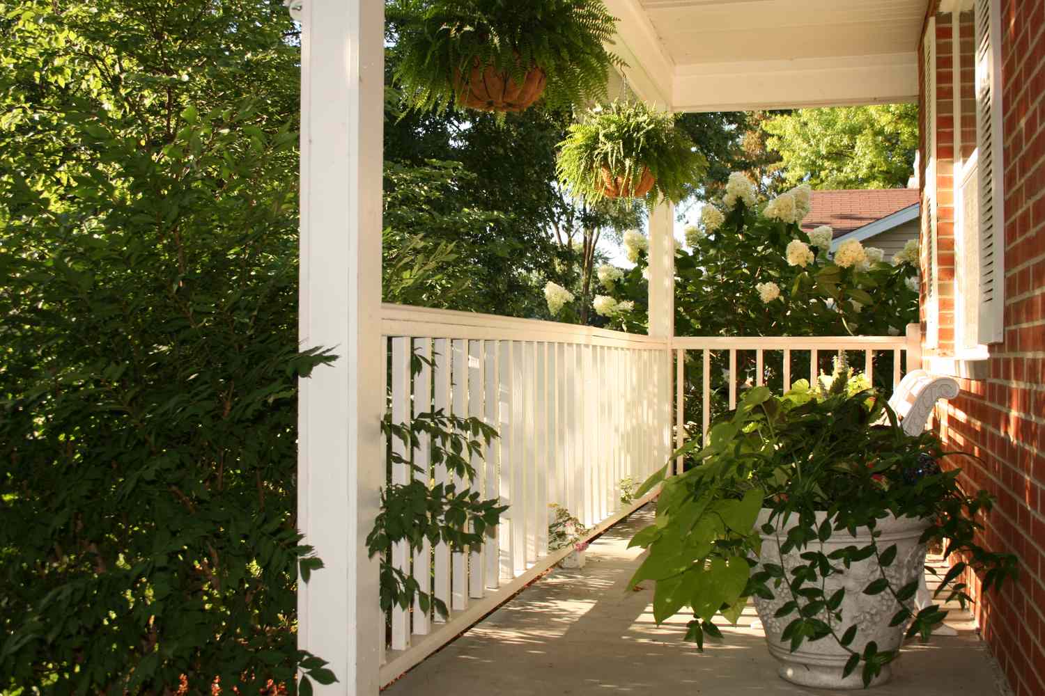 Front porch with white railing potted plants and hanging ferns