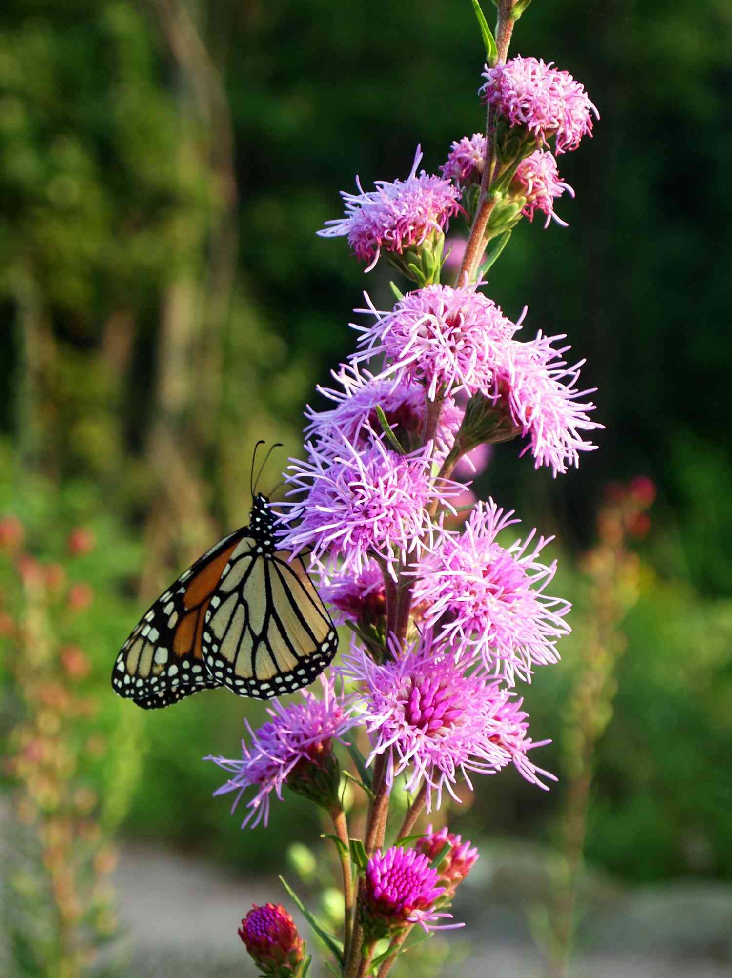 Rough Blazing Star Flower