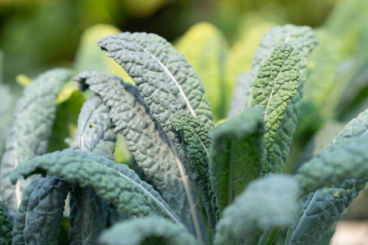 Kale leaves growing in the garden