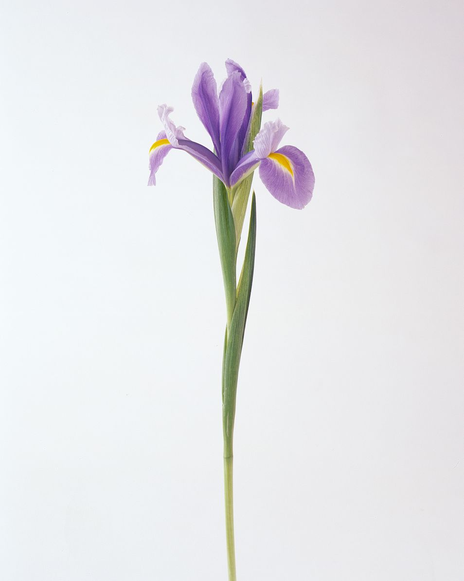flower-glossary-iris-a98432-0415.jpg