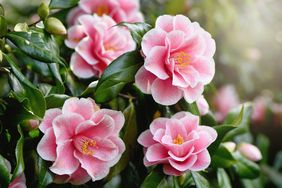 Camellia bush with several flowering pink blooms