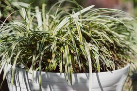 Close-up of variegated Japanese sedge in pot outdoors