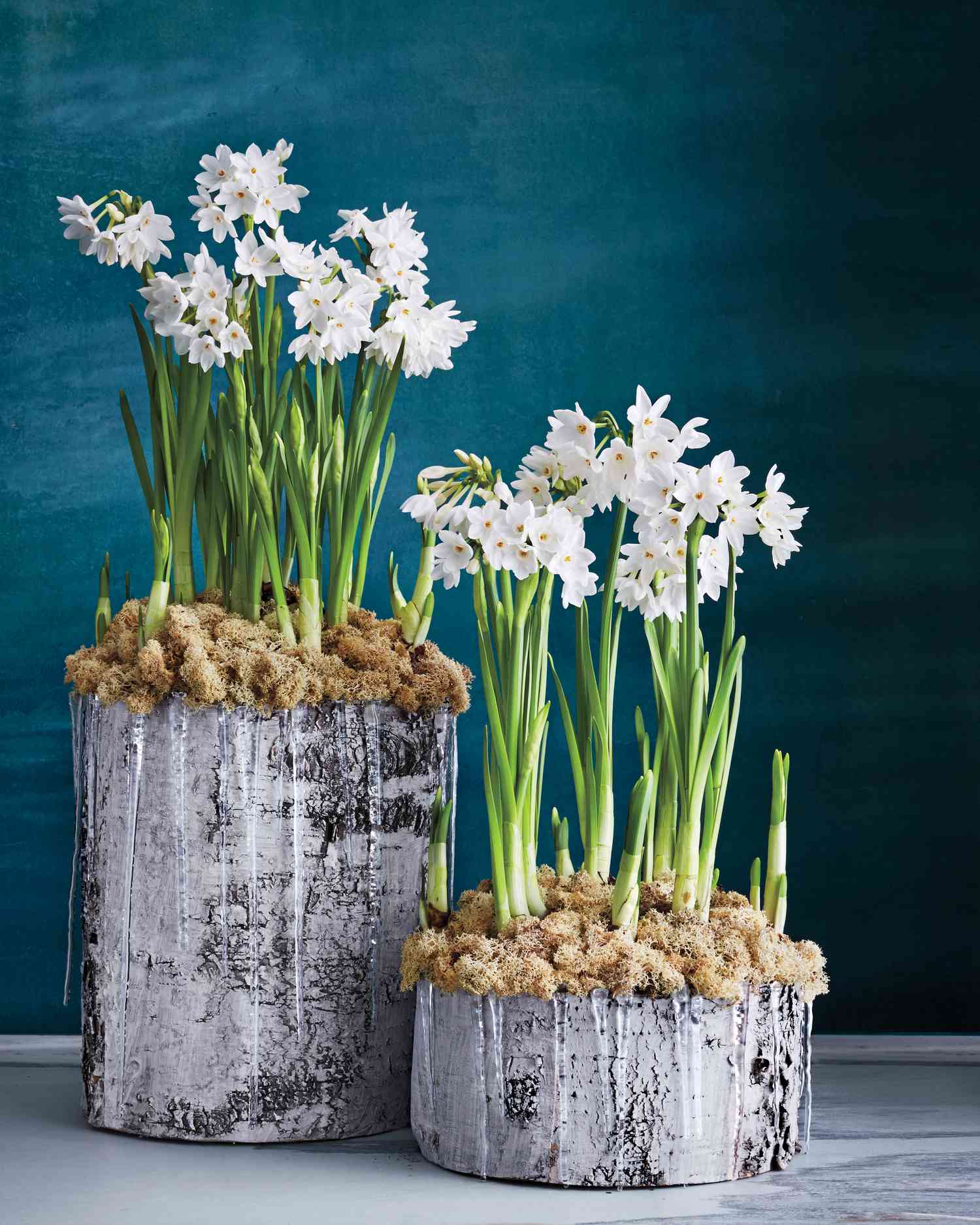 paper-whites-birch-planters-023-d111854.jpg