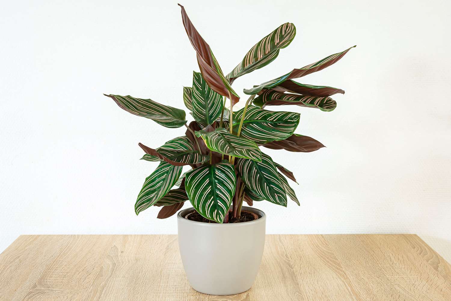 Calathea houseplant