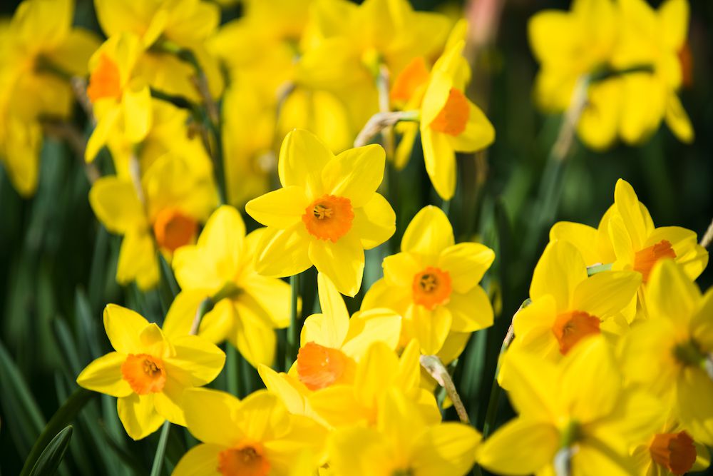 Daffodils