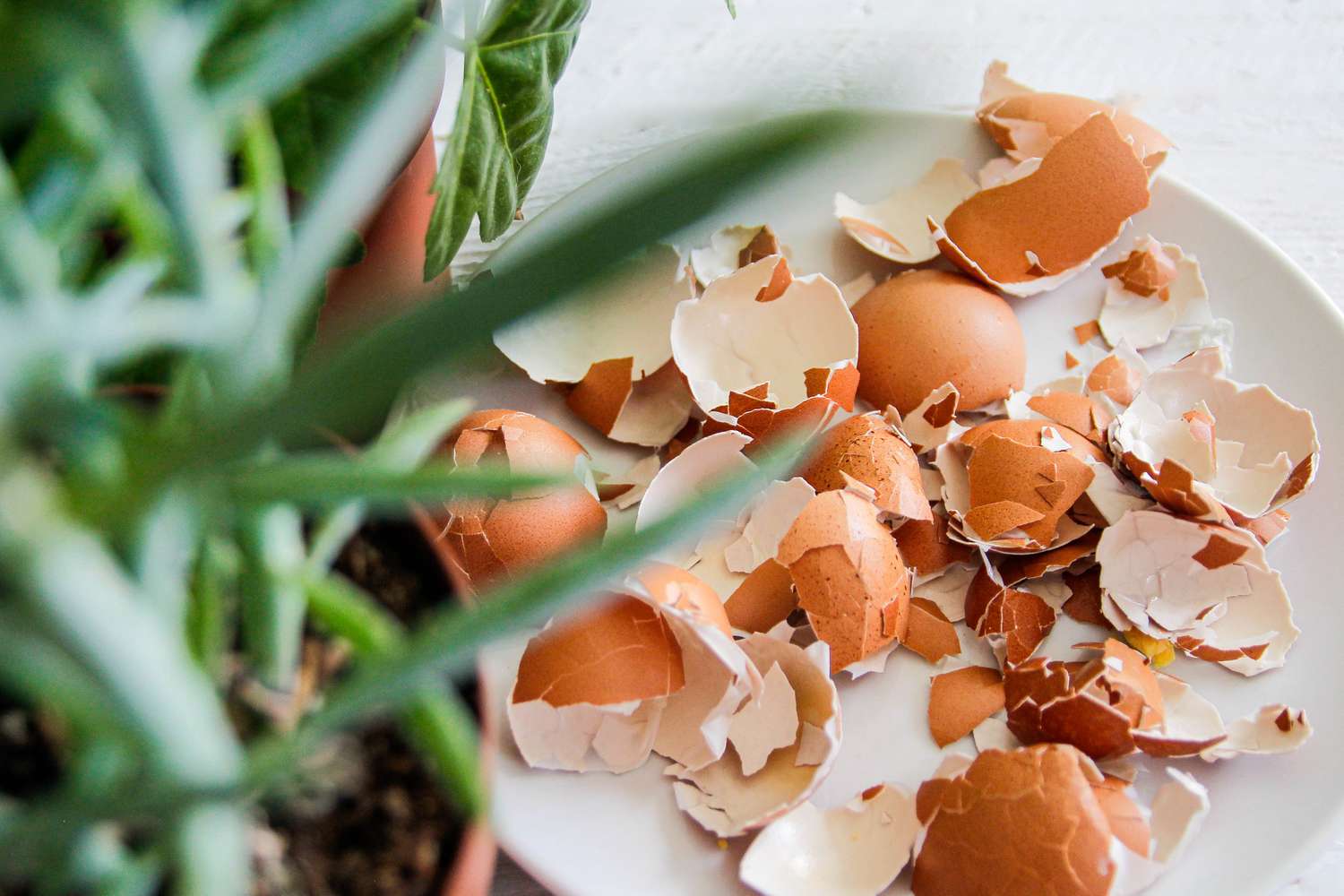 Plate filled with eggshells with potted plants visible in the foreground