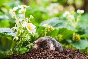 Mole in flower garden