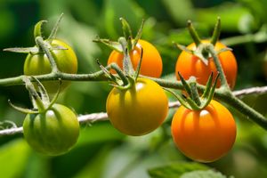 Sungold Cherry Tomatoes