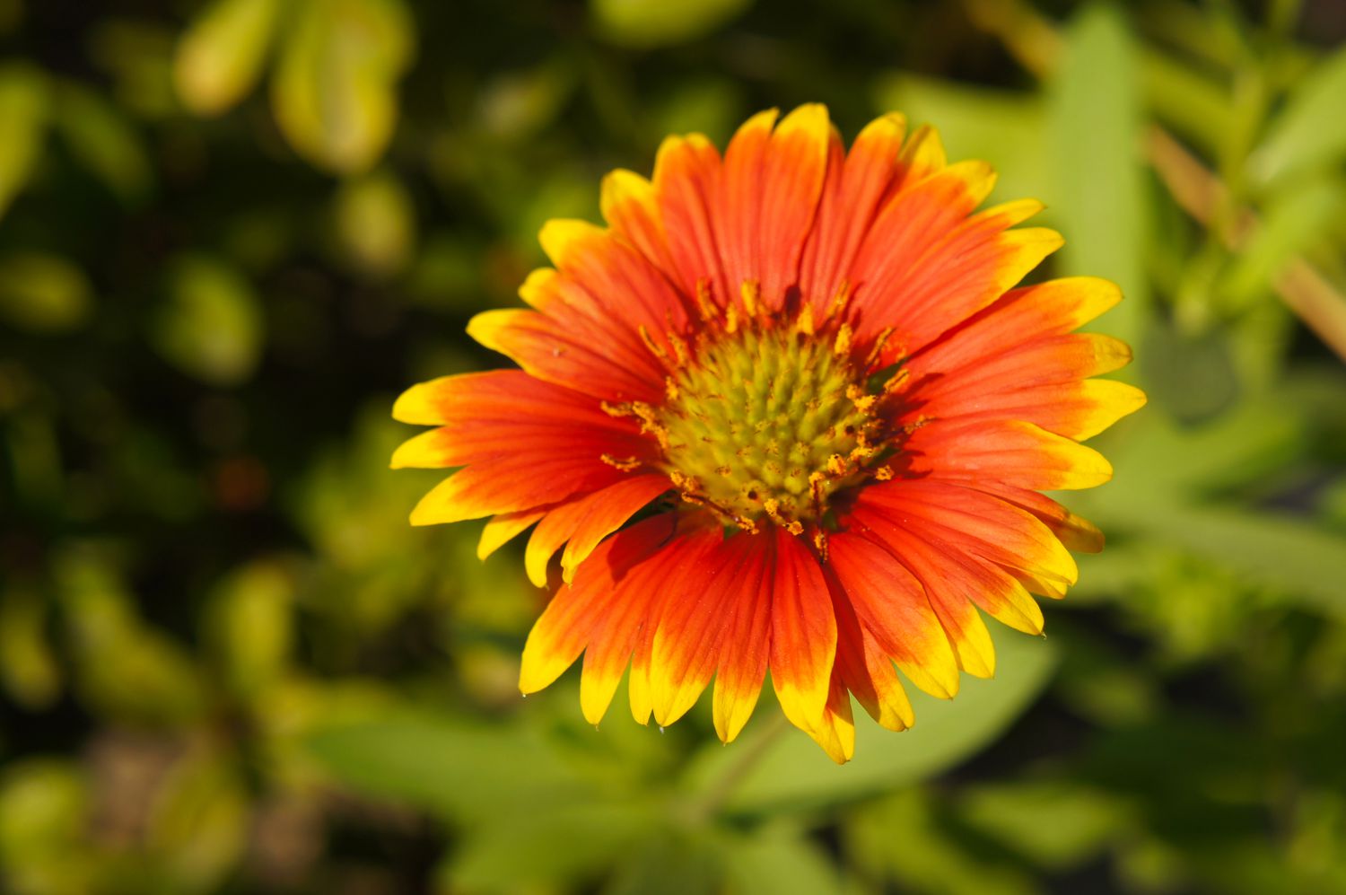 Red and yellow blanket flower