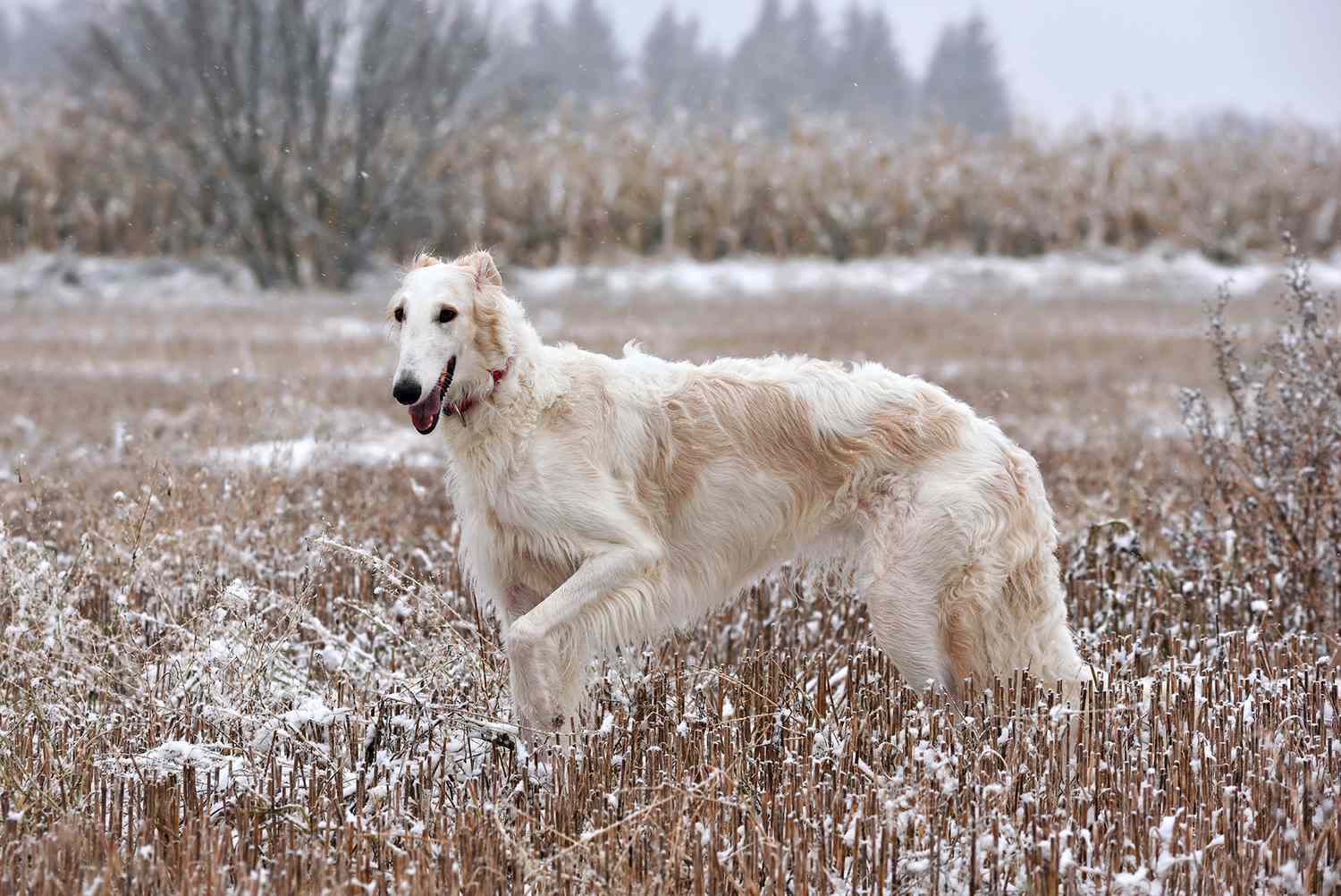 Russian borzoi dog