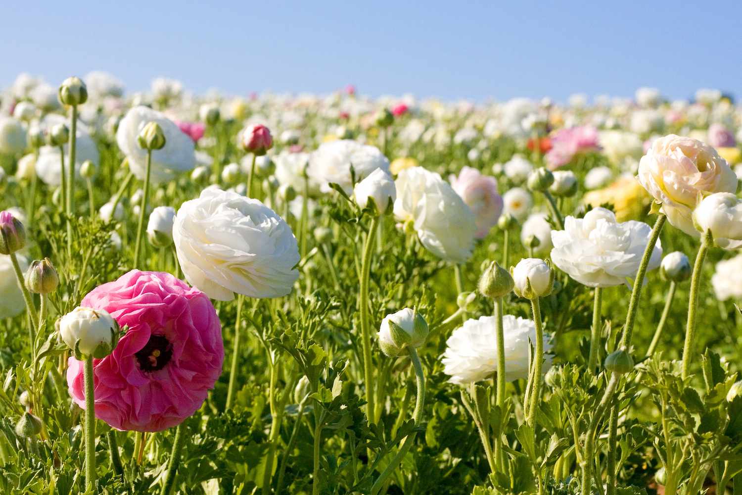 Carlsbad Ranch in California