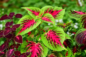 Bold green and pink coleus plant