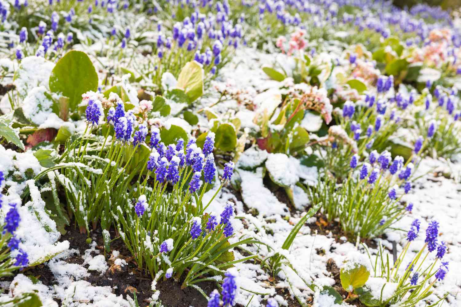 Flower garden in the winter