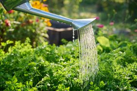 Watering can pouring water onto plants in a garden