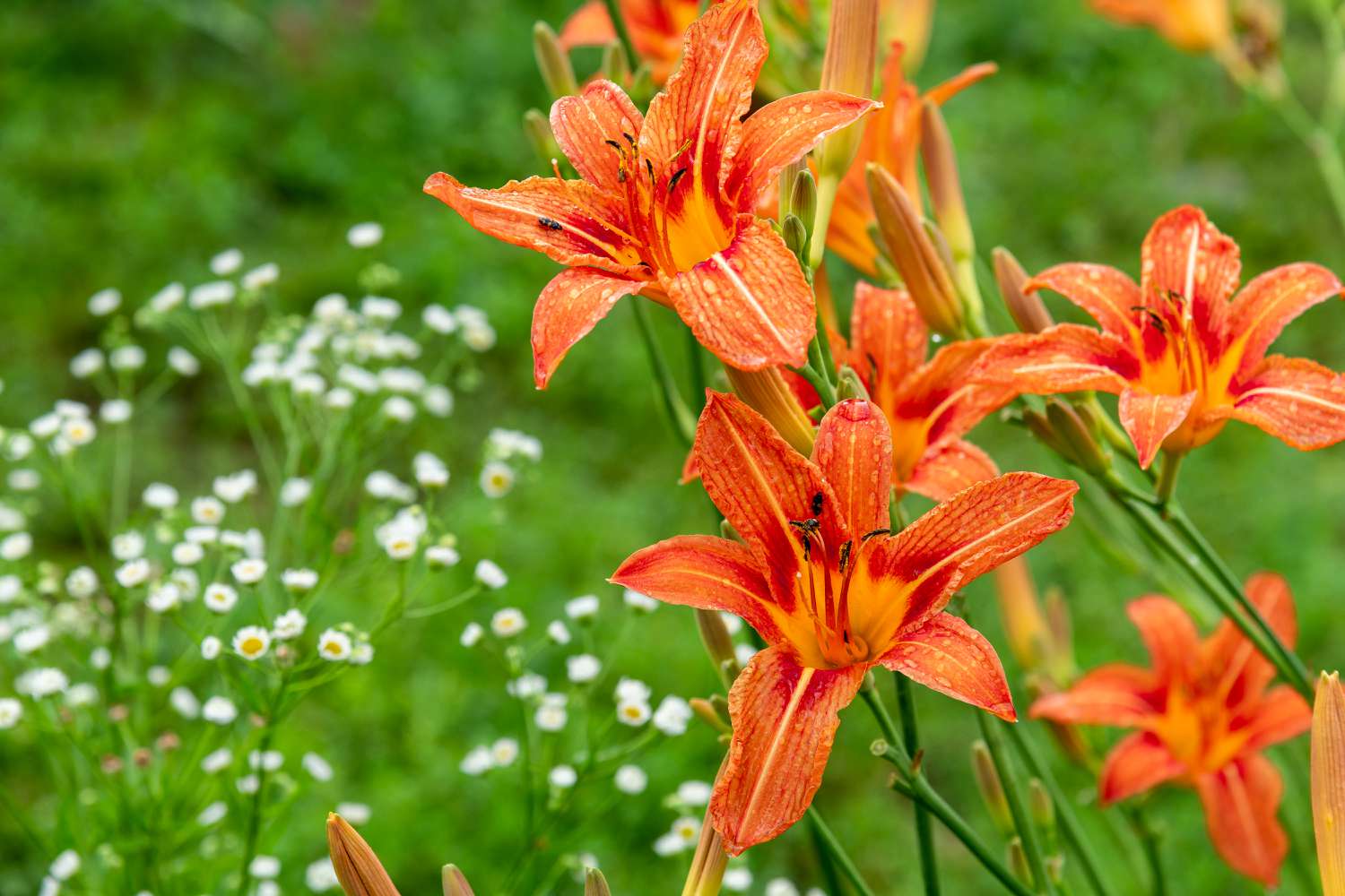 Daylily flowers