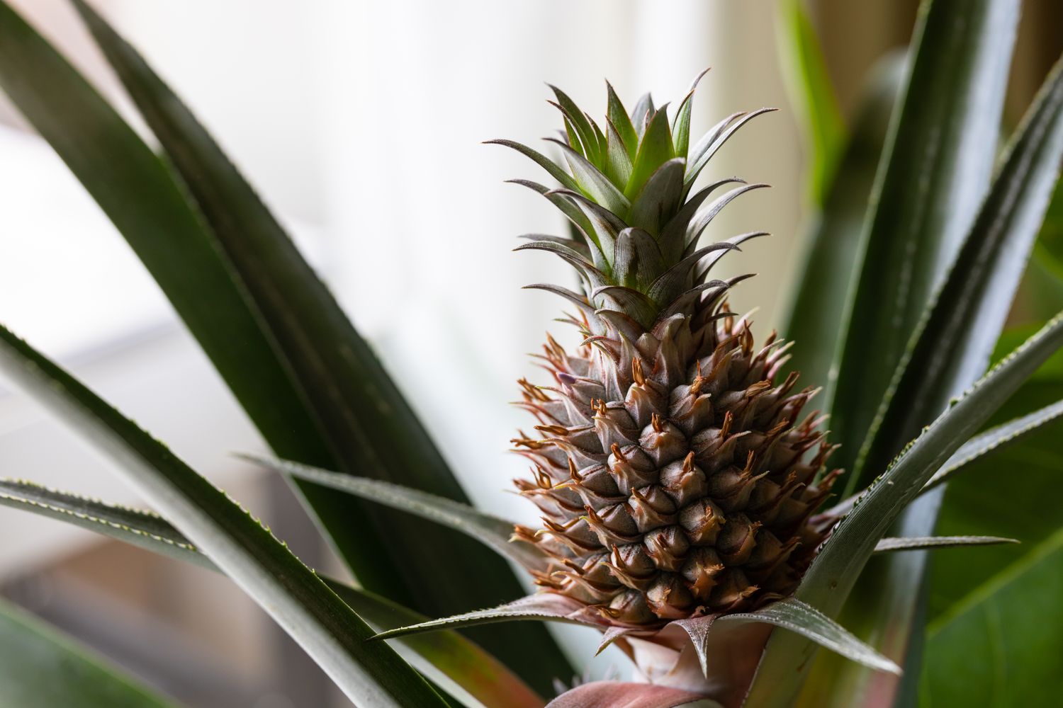 Pineapple growing at home