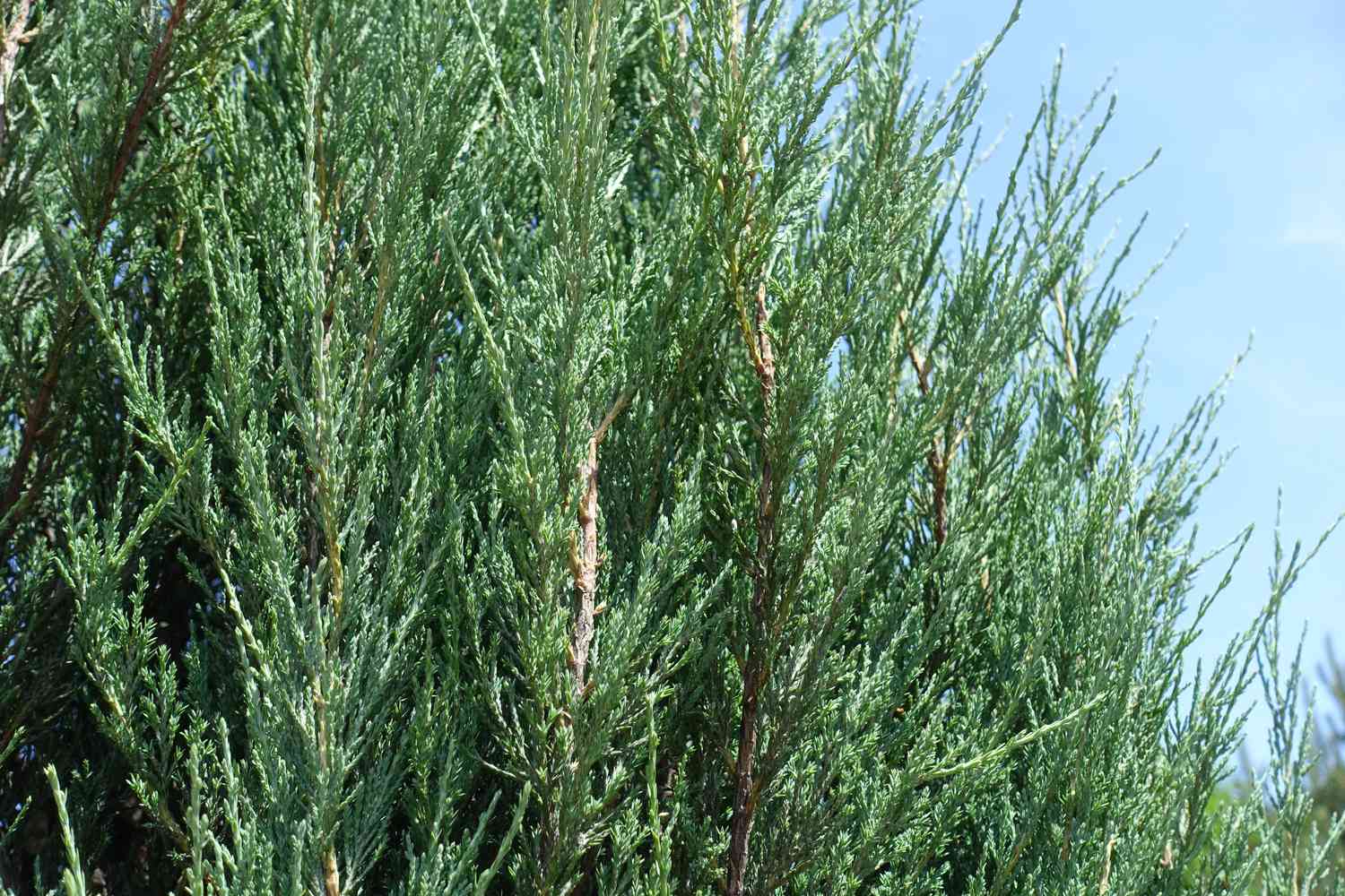 Close-up of green foliage, possibly an evergreen tree or shrub, under a clear sky