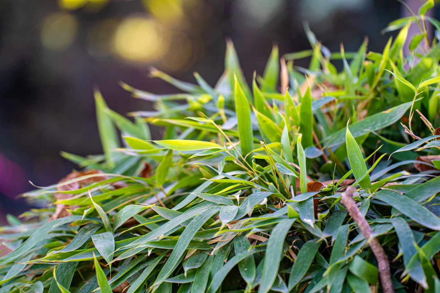 Closeup of green leafy plants in focus with a blurred natural background