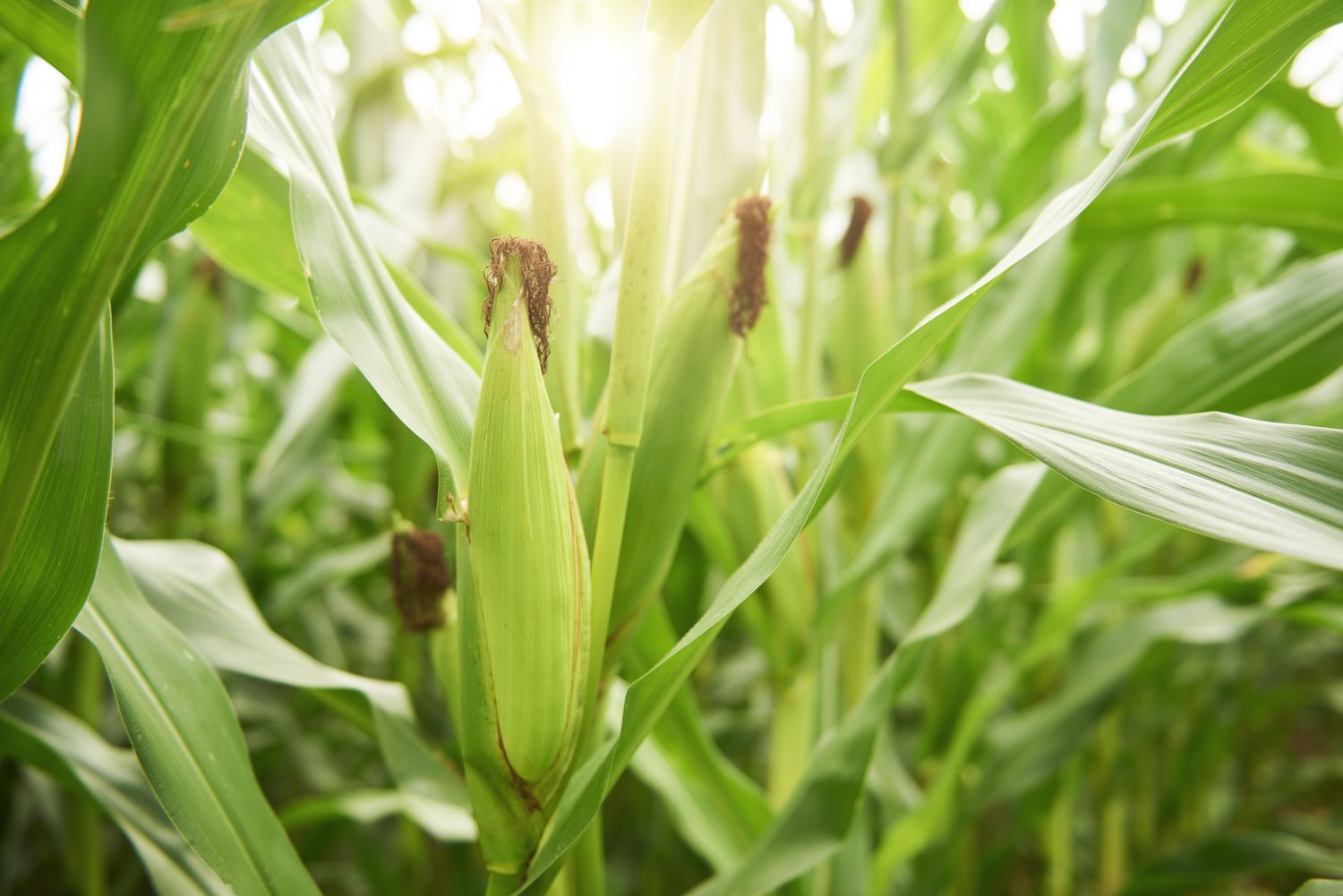 Close-up of corn cobs in field