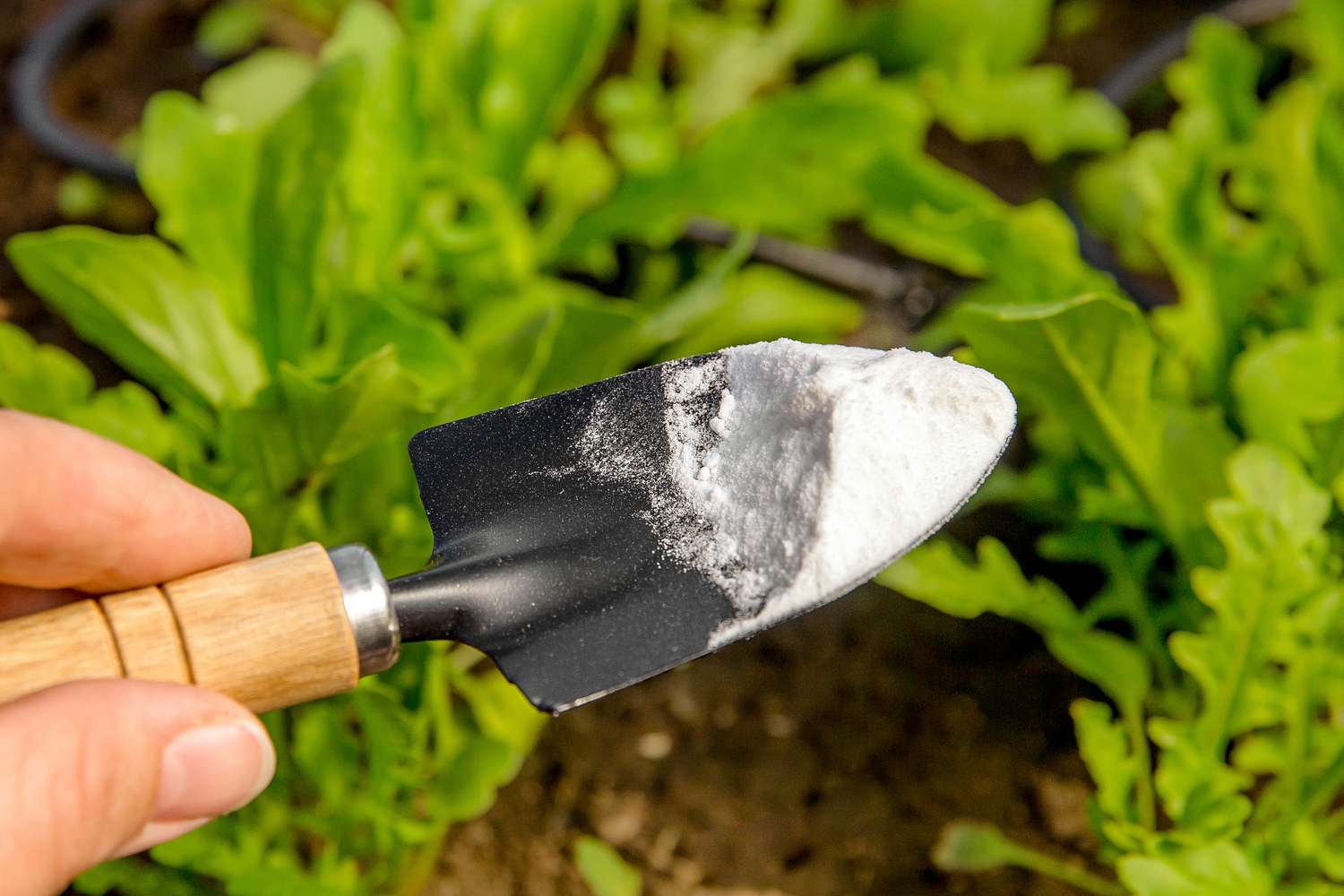 A small gardening trowel holding a white granular substance with garden plants in the background