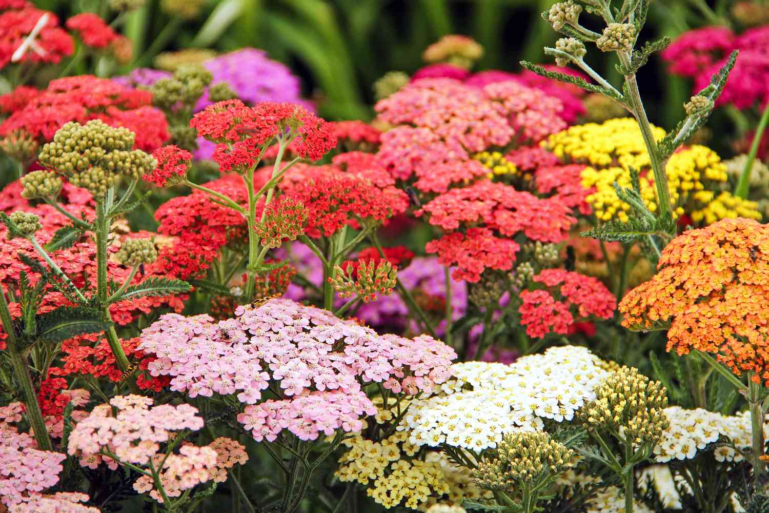 colorful yarrow flower garden