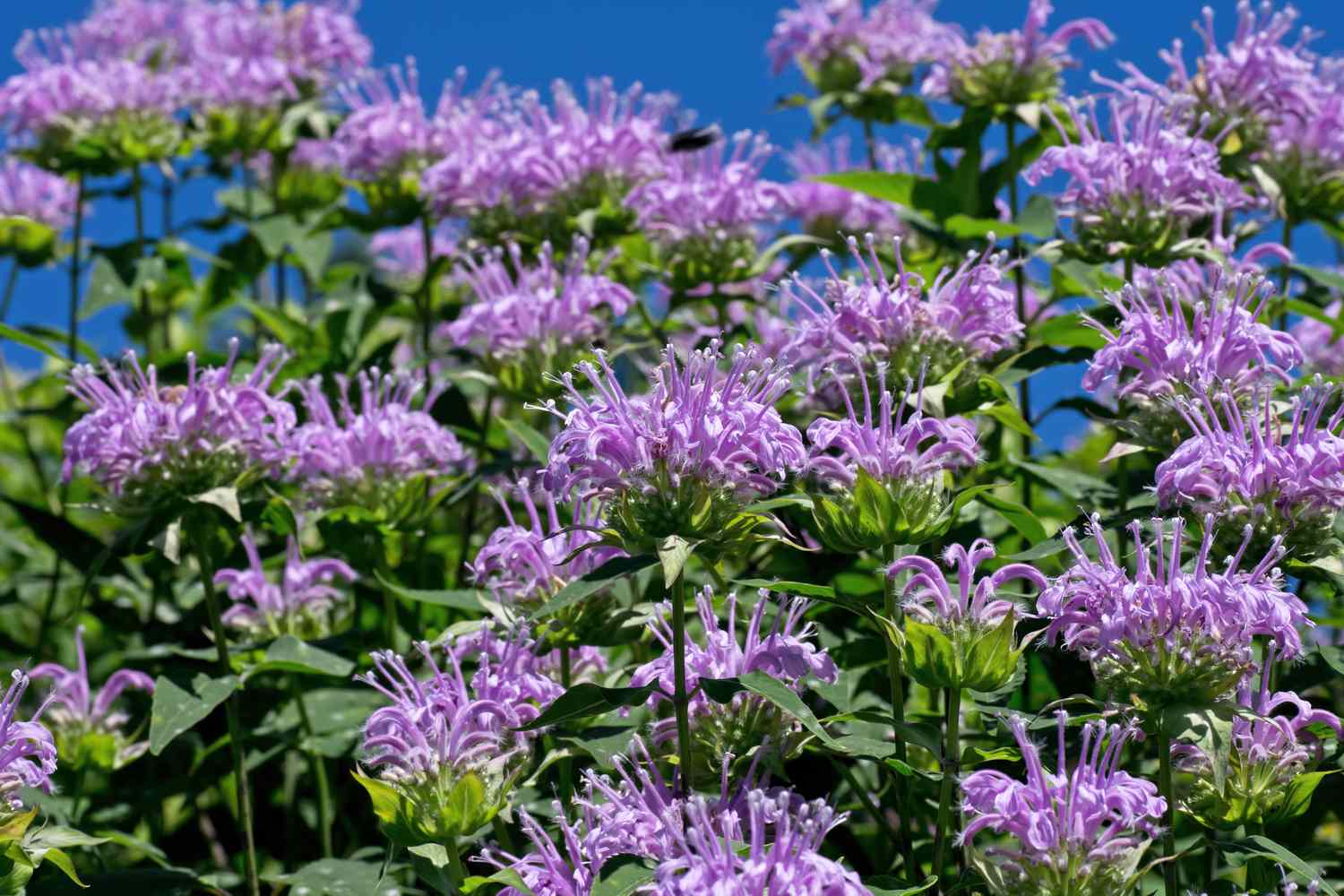 Purple bee balm flowers in bloom with a blue sky