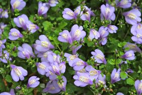 creeping mazus