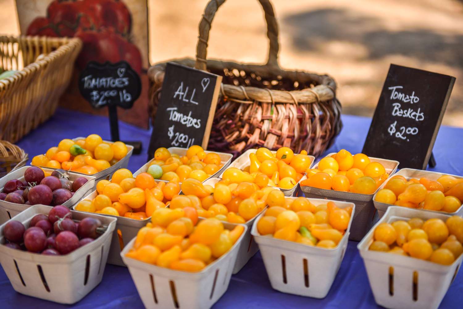 Black Cherry and Yellow Pear tomatoes freshly harvested and ready for sale at the produce stand