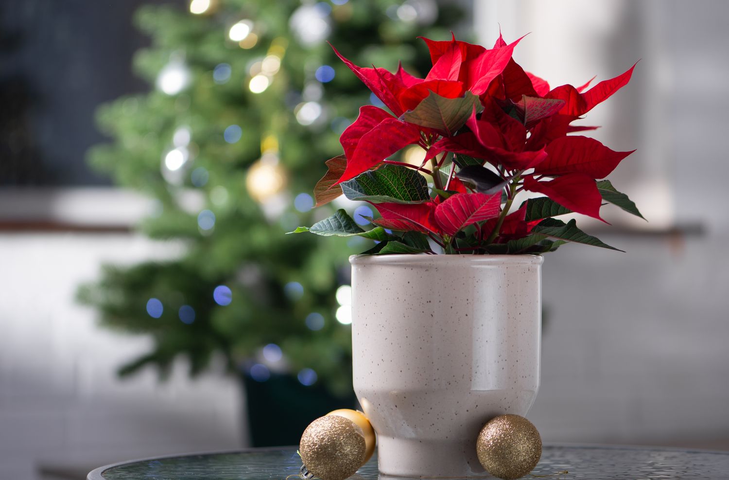 A poinsettia plant in a pot on a table with a blurred Christmas tree in the background and gold ornaments nearby