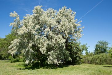 russian olive tree
