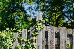 Wooden fence with vines growing over it surrounded by trees