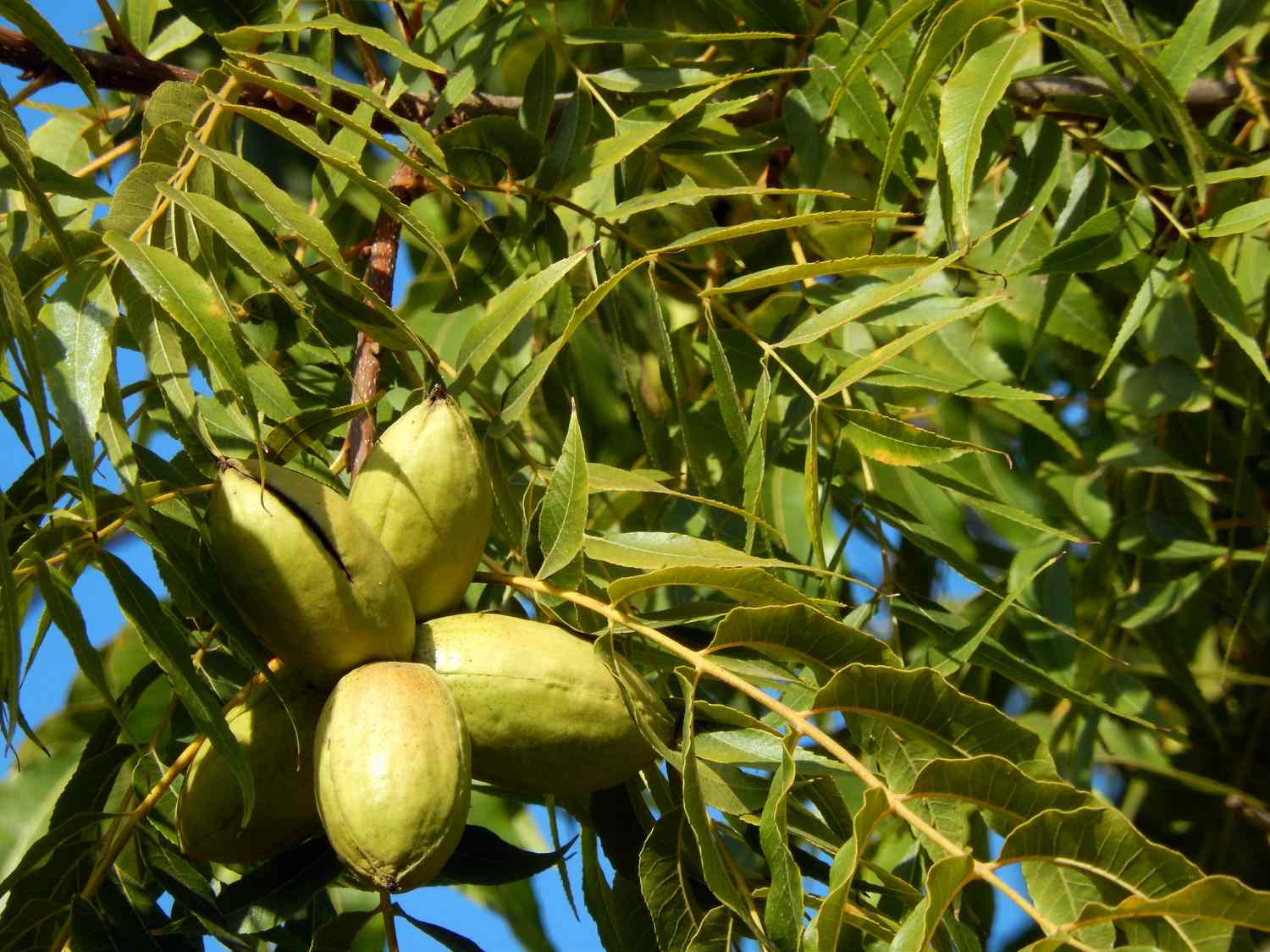 Clusters of pecans growing on a tree branch