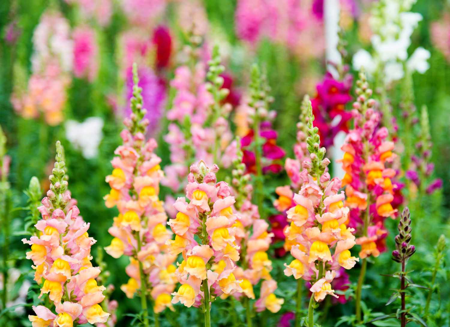 colorful snapdragons in a garden