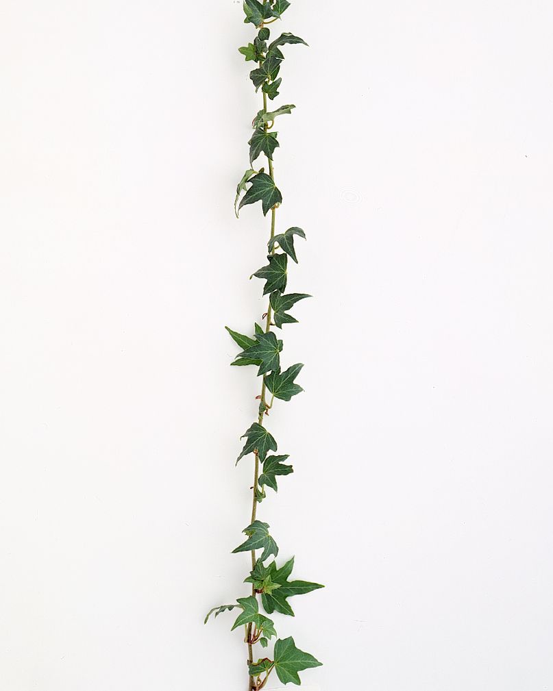 flower-glossary-ivy-green-string-a98432-0415.jpg
