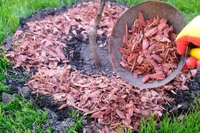 Applying mulch around a young apple tree in a garden