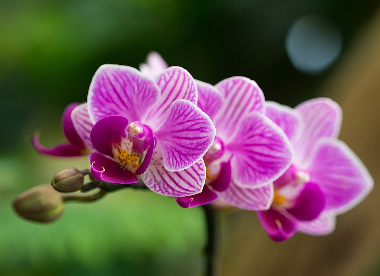 pink moth orchid with green and brown background