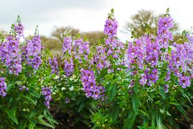 Angelonia with purple blooms in a garden