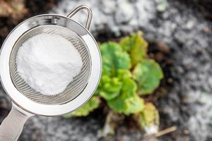 Baking soda in the garden