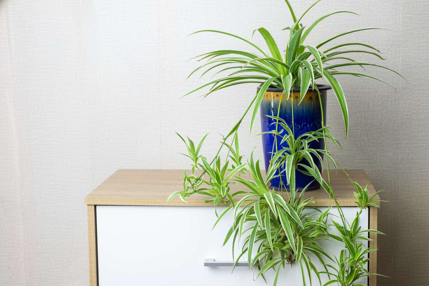 A spider plant in a blue ceramic pot placed on a small wooden cabinet with a white drawer
