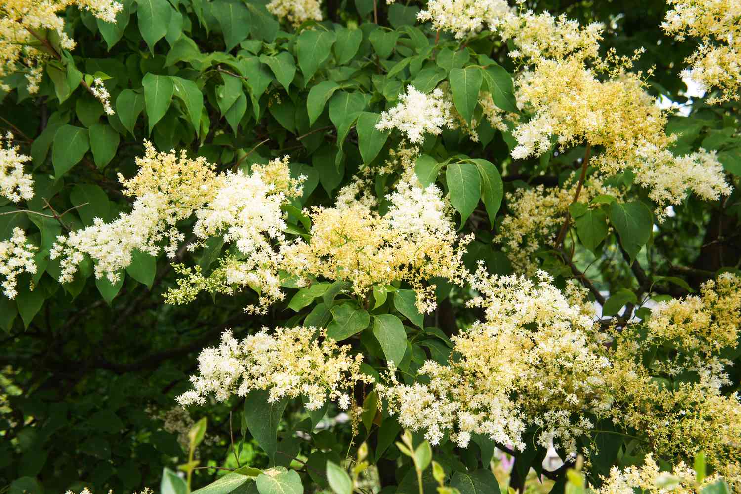Japanese Tree Lilac 