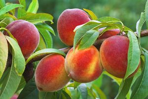 Cluster of ripe peaches on a branch with green leaves