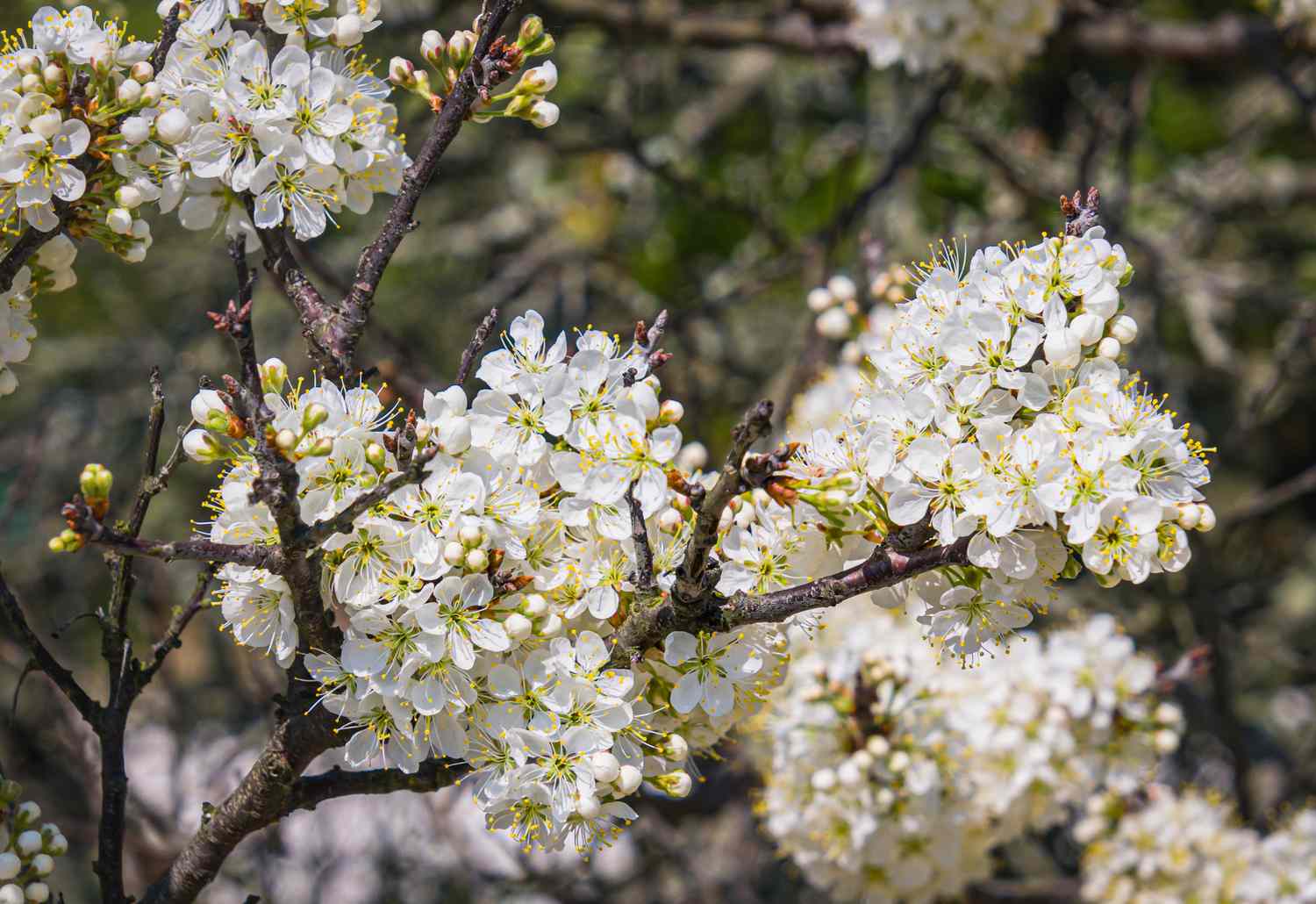 beach plum tree