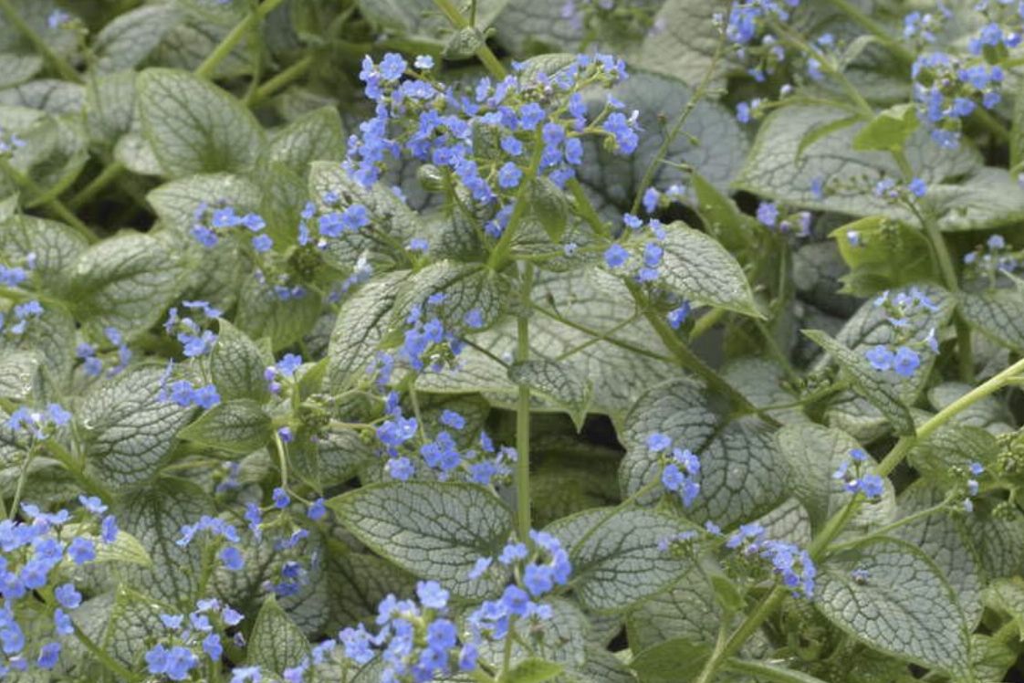A plant with small blue flowers and broad leaves in a natural setting