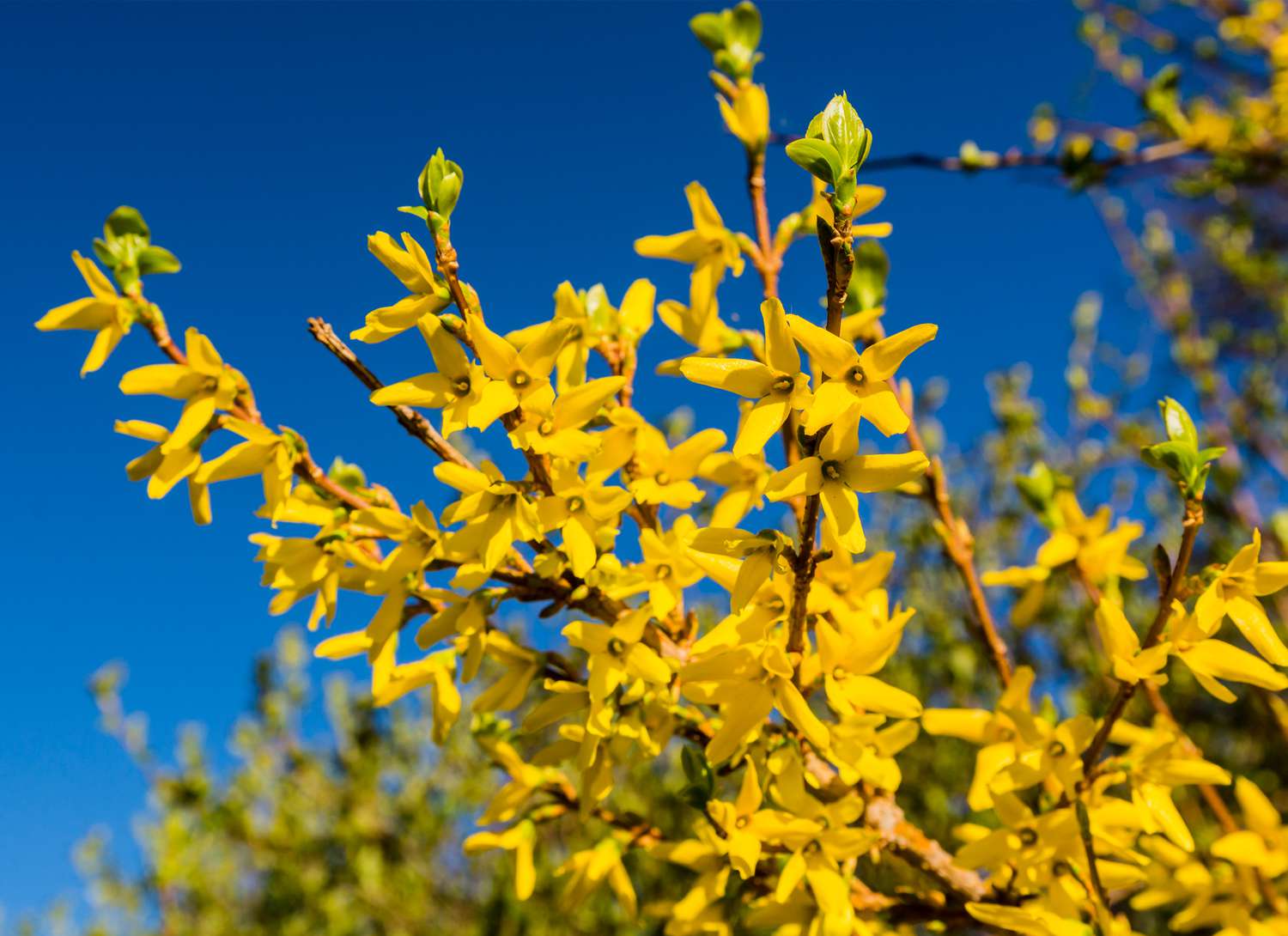 forsythia blooming against a blue sky