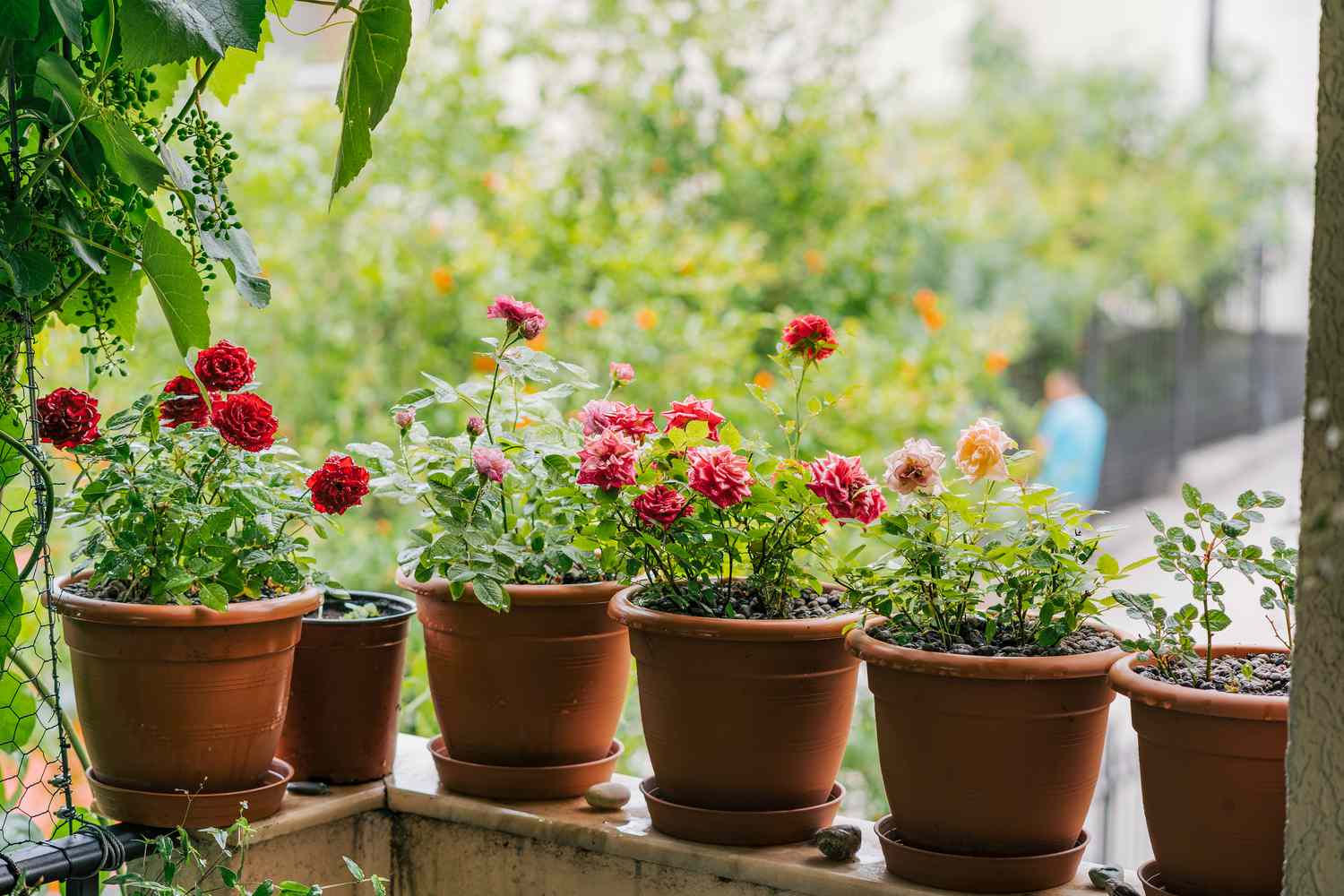colorful roses in containers