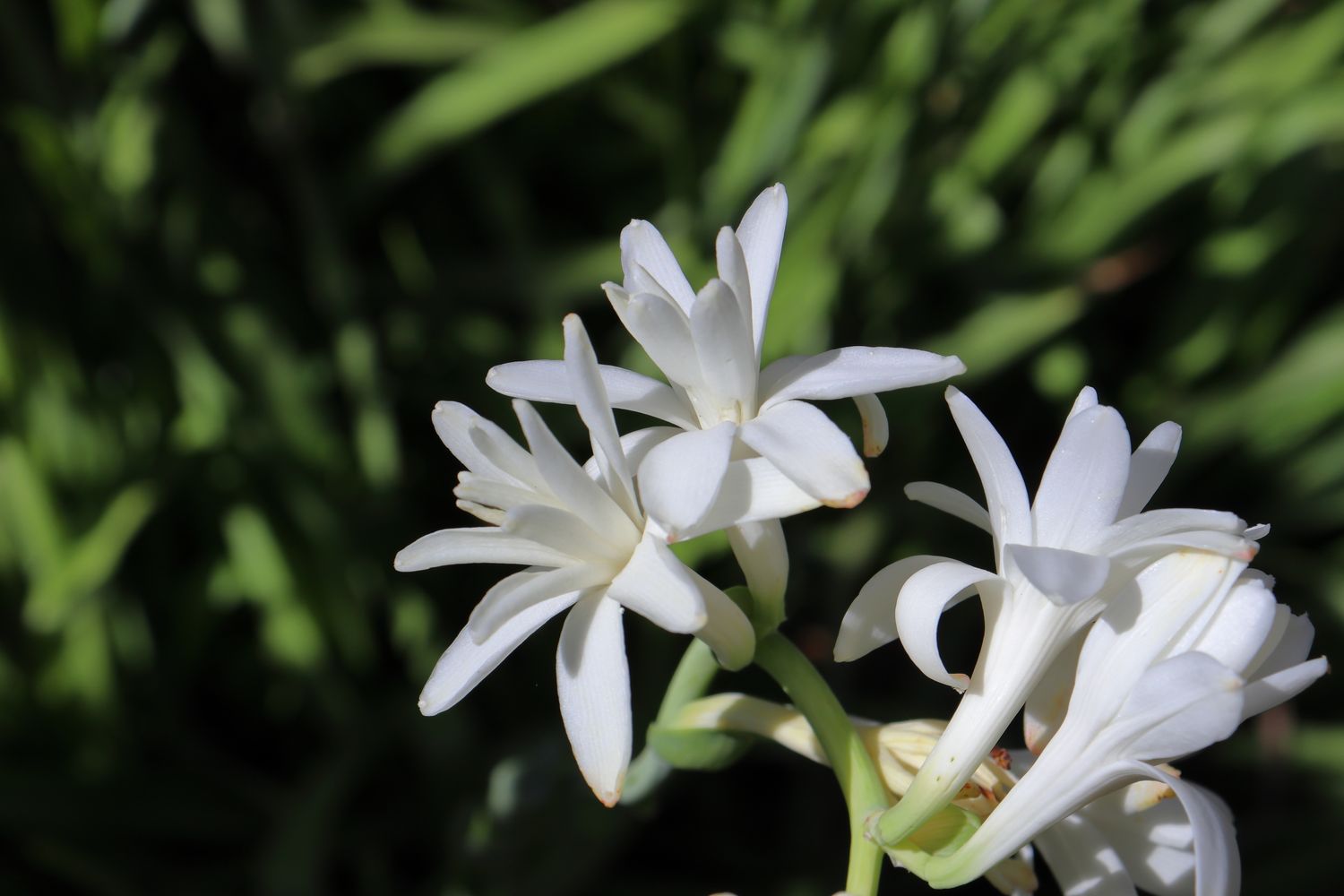 tuberose with natural green background outdoors