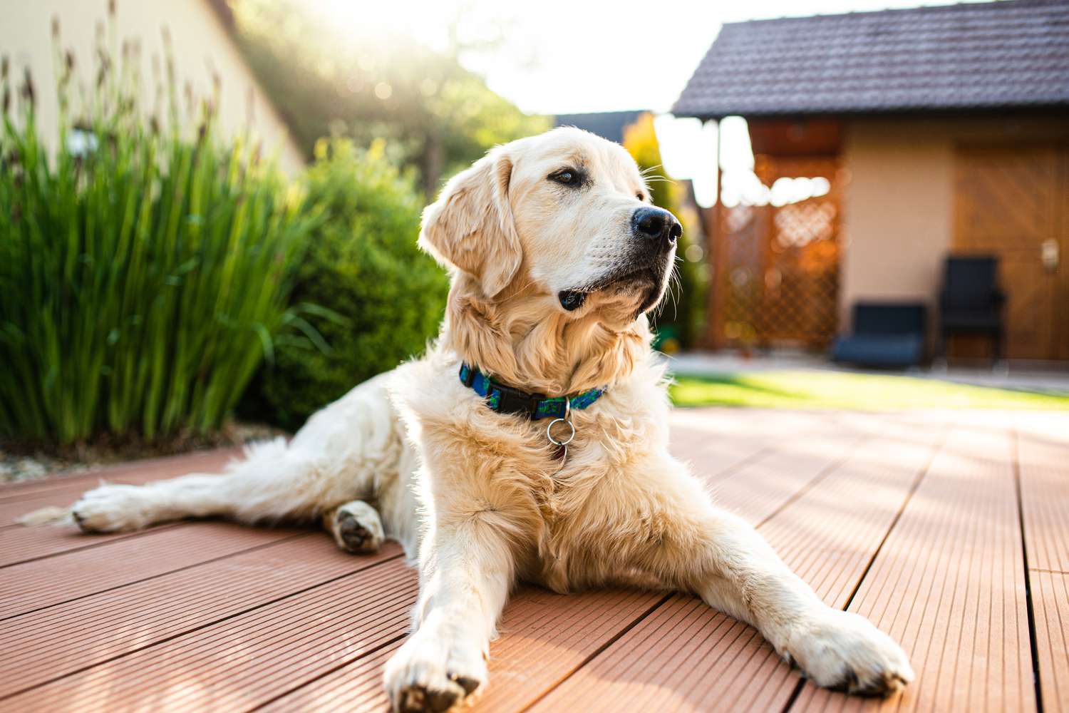 golden retriever on deck area in backyard